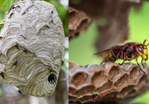 Stršljeni u dvorištu? 5 sigurnih trikova da ih držite podalje