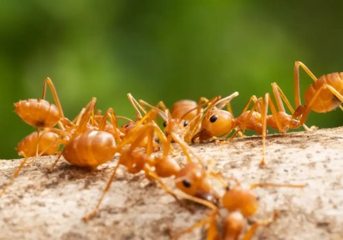 Zašto se žuti mravi sele u vaš dom i kako ih zaustaviti
